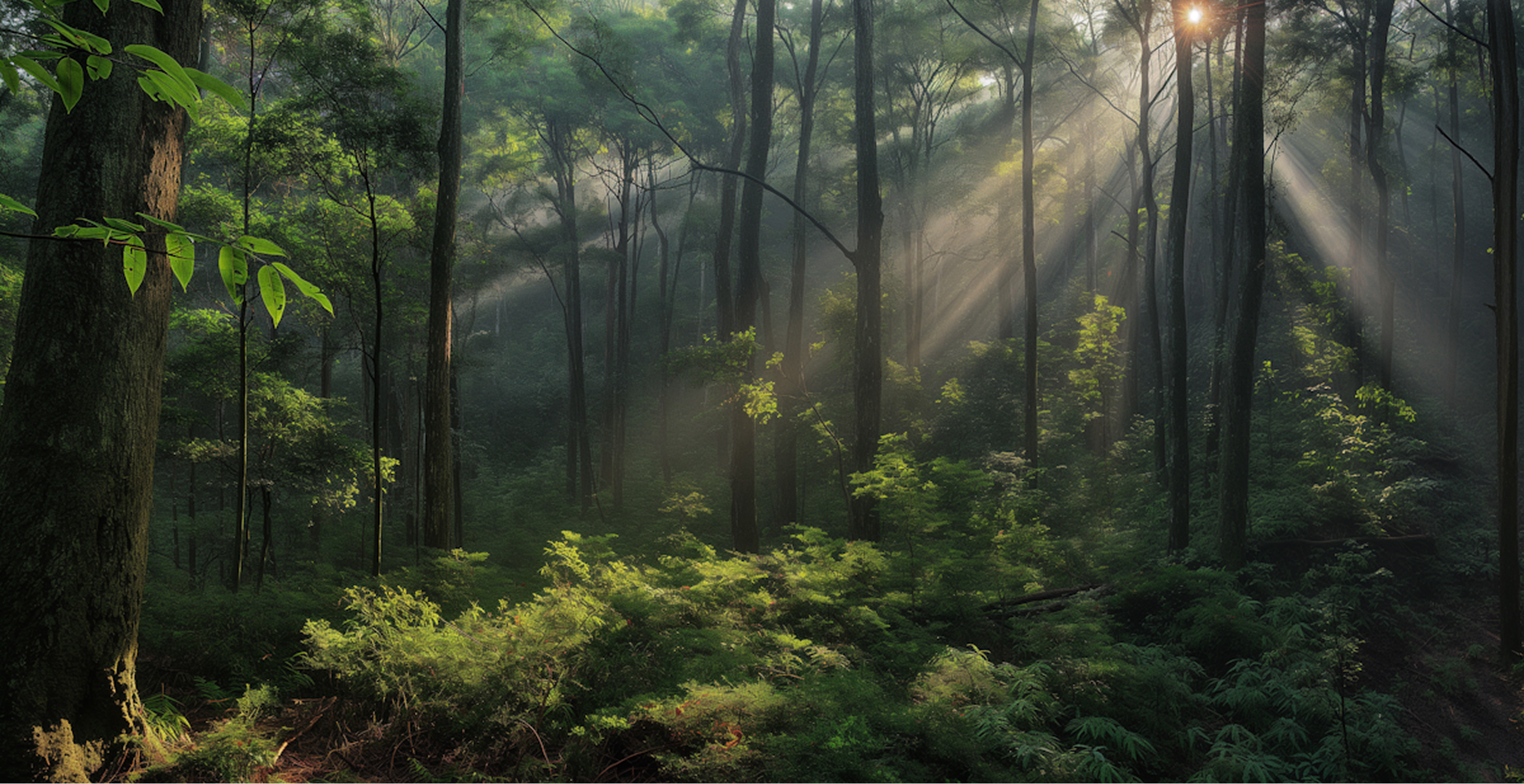 Oxivia reforestation project