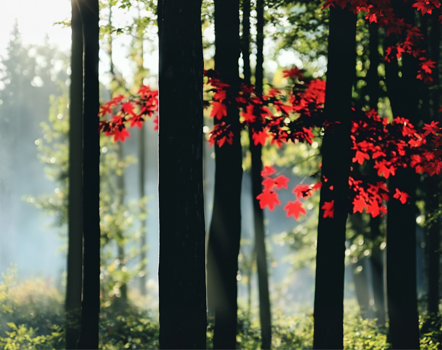 Autumn forest canopy with seasonal biomass recovery