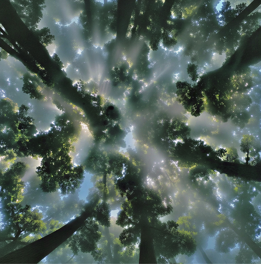 LiDAR canopy auditing